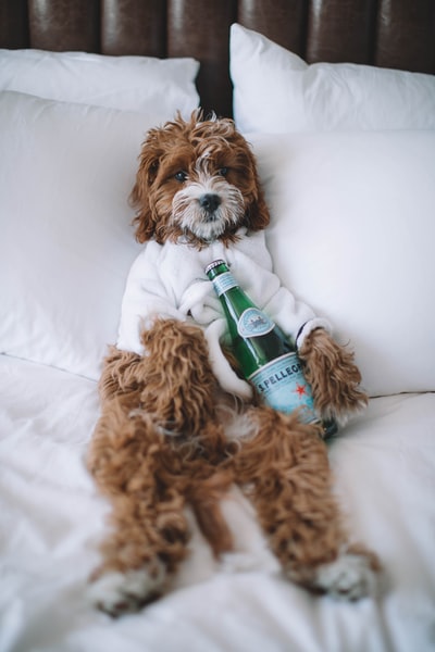 棕色的狗躺在床上，拿着一瓶S。佩莱格里诺起泡水
